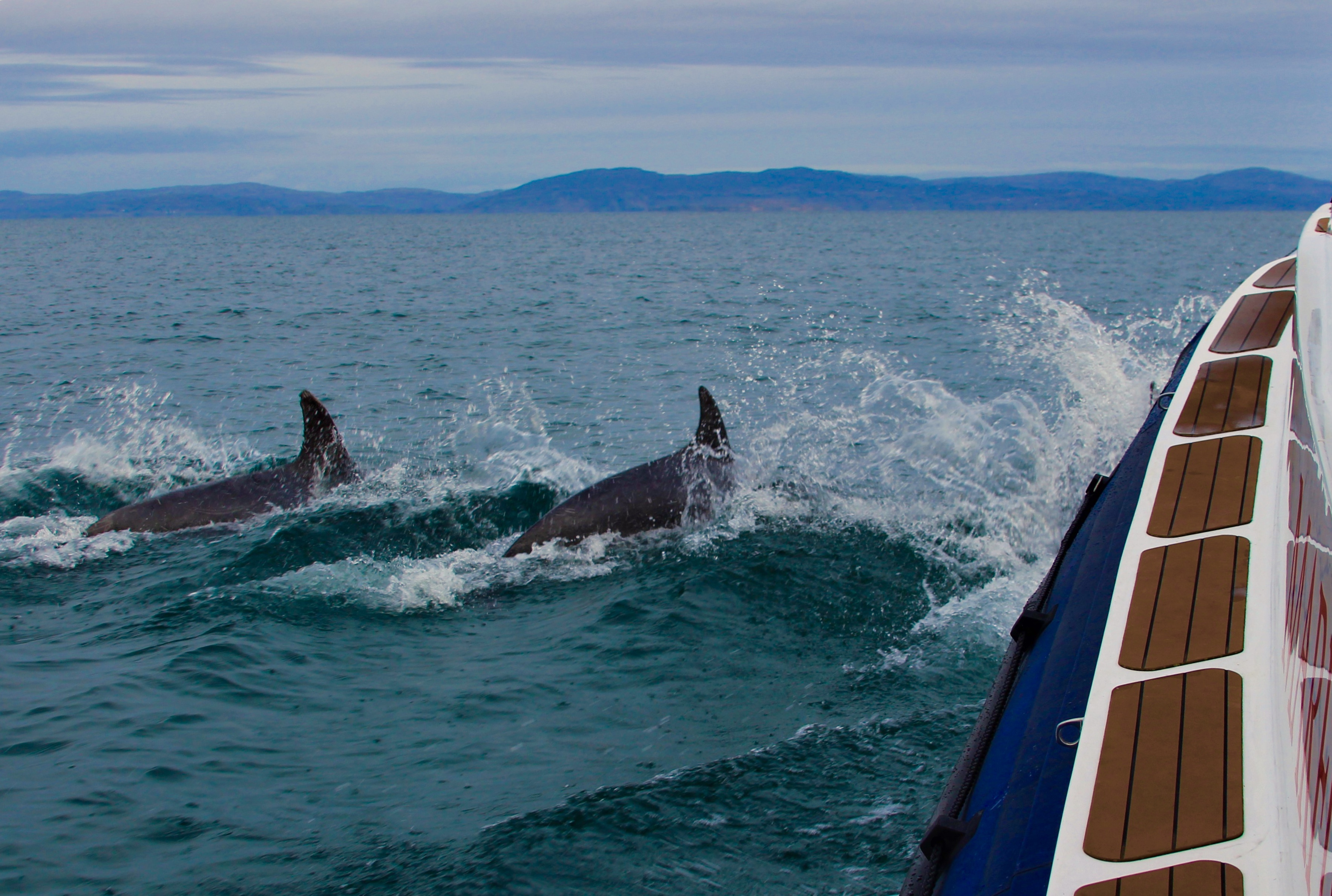 Dolphins off Iona